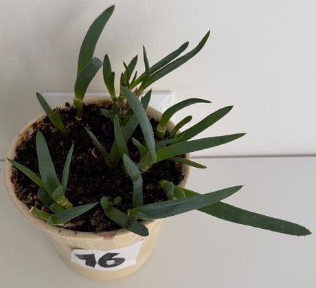 2 x aloe arborescens č.15 a 16,