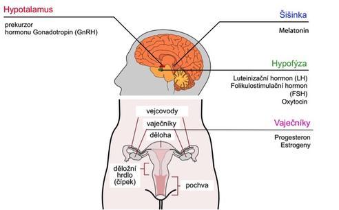 Indukcia ovulácie