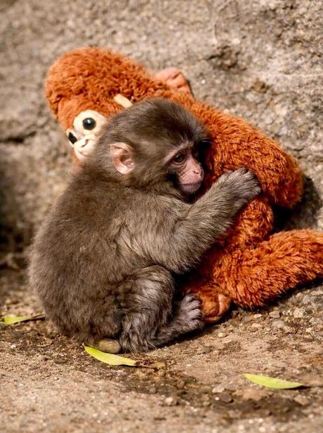 Punch originál opička, 