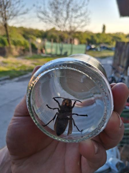 Je to sršeň ázijský?