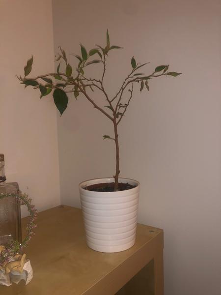 Opadávajúci a žltnúci fikus