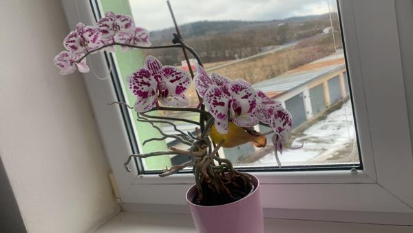 Prečo moja orchidea nekvitne?