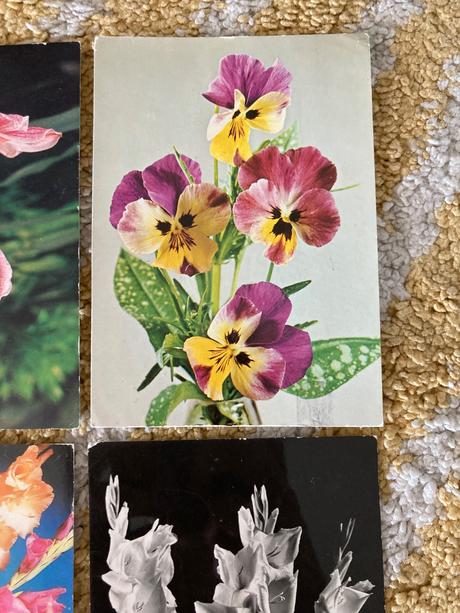 Retro kvety 80-90te roky,