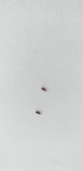 Čo sú toto za potvorky?