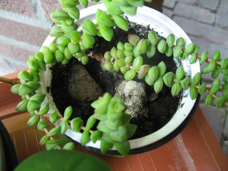 Tučnolist marnieriana - crassula marnieriana,