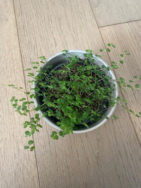 Rodinne šťastie soleirolia soleirolii - 3 velkosti,