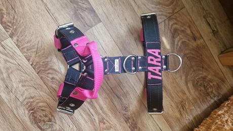 Postroj pre silné bull plemená, 