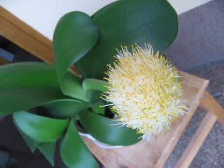 Hemant bielokvetý - haemanthus albiflos, 