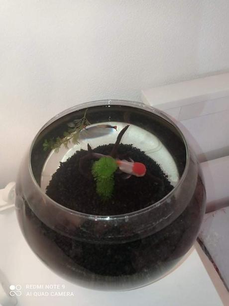 Akvárium - sklenená guľa pre rybičky,