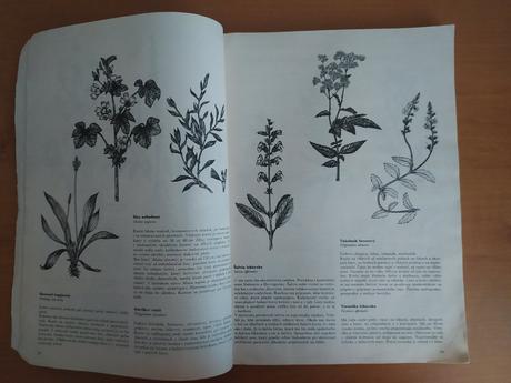Liečivé rastliny z božej záhrady, 