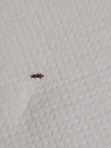 Čo to je za chrobáka?