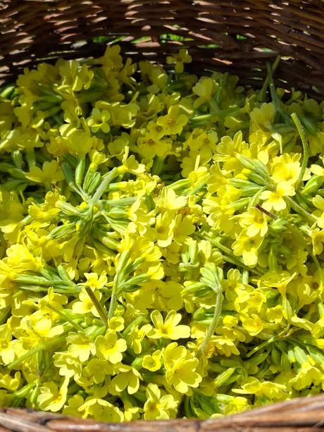 Prvosienkový sirup, 