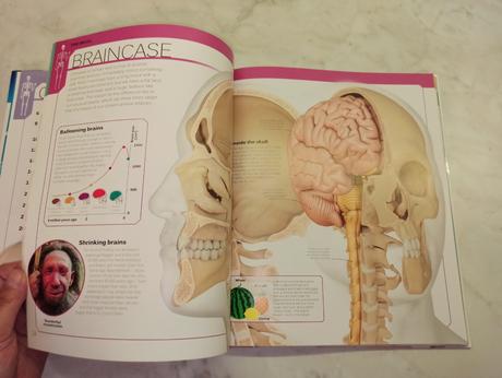 Robert winston - the skeleton, 