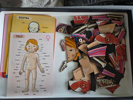 Magnetická stavebnica ľudské telo janod, 