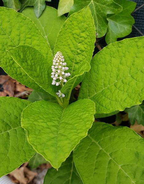 Čo je to za rastlinu?