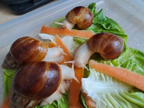 Africké slimáčiky  lissachatina fulica fulica albi, 