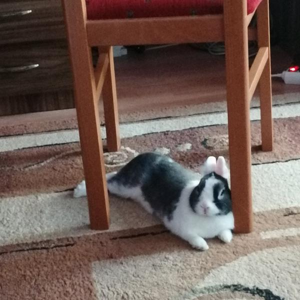 Darovanie zajačika s výbavou do dobrých rúk