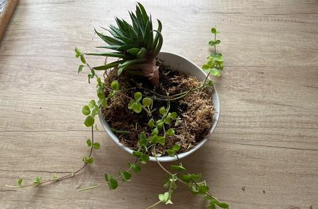 Darujem izbové kvety, 