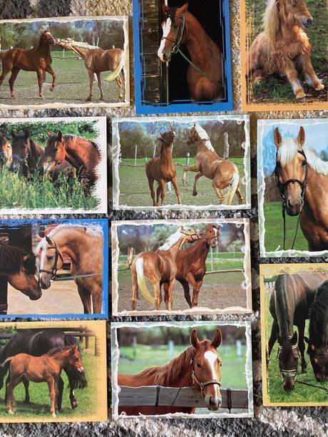 Pohľadnice koní nepopísané 11ks,