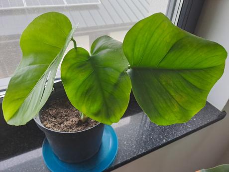 Monstera kvet, 40-50cm, 