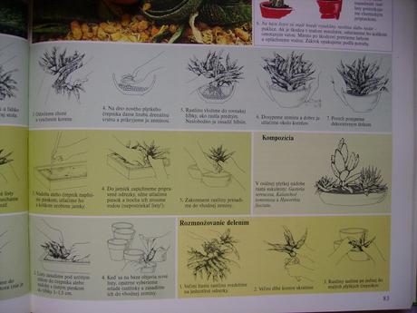 Gastéria bradavičnatá (sukulent) - mládnik, 