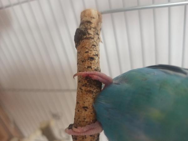 Andulke sa odlomil celý pazúrik