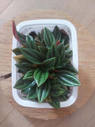 Peperomia caperata rosso,