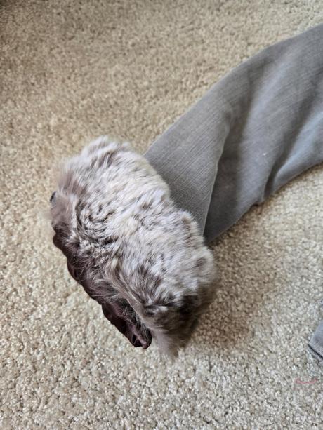 Kožušinová rifľová bunda gas, m