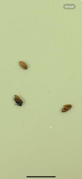 K akému hmyzu patria larvy nájdené v práčke?