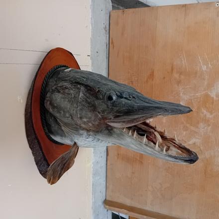 Šťuka - preparáty,