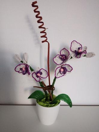 Orchidea z koralok, 