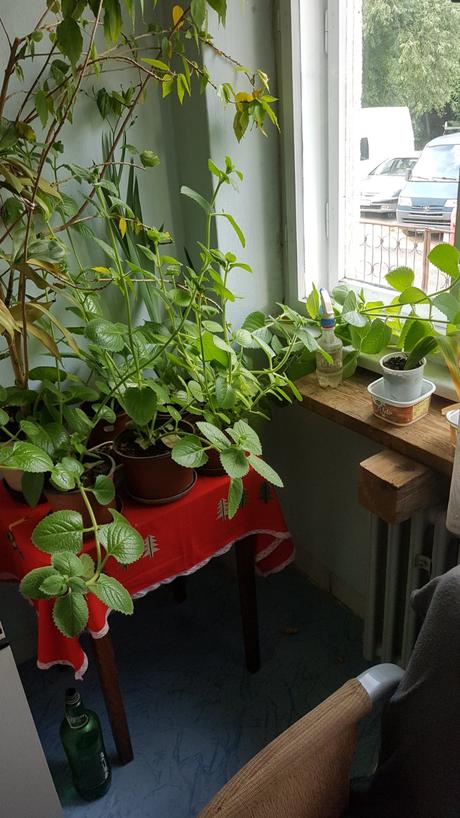 Rýmovník, po slovensky nádchovník- mastička., 