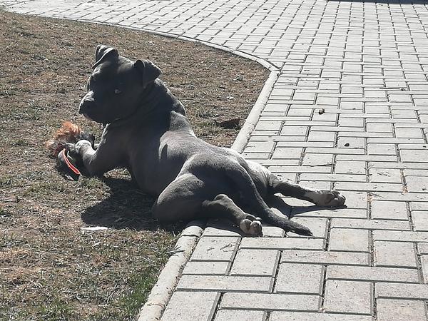 Niekto von so psom? Zvolen a okolie