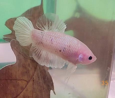 Bojovnice, samec, samica,