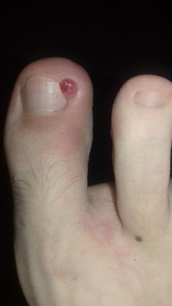 Poraďte čo na "divé mäso" (foto v komente)