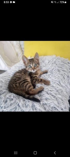 Darujem mačiatko - Martin