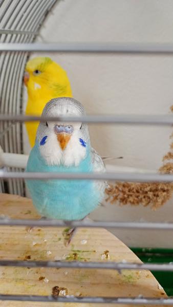 Ako určiť pohlavie anduliek?