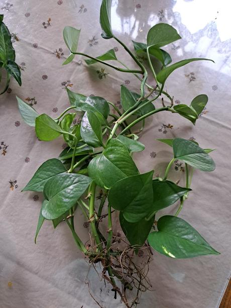 Tradeskancia, izbové rastliny, 