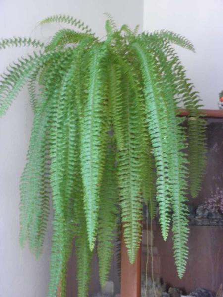 Izbová papraď Nefrolepka