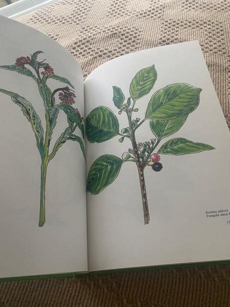 Zázrak menom fytoterapia liečivé byliny,