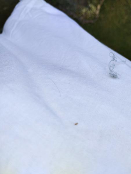 Je to blcha alebo ploštica?