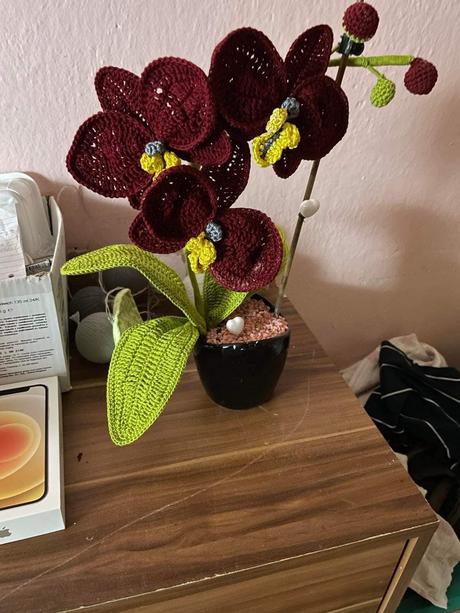 Háčkovaná orchidea, 