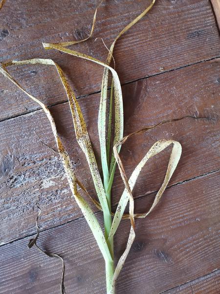 Čo robiť, keď cesnak nečakane zmení vzhľad?