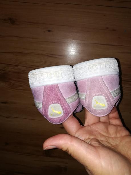 Puma topanky, puma,31