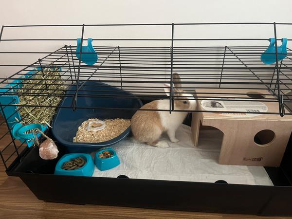 Ako úspešne naučiť králika na toaletu?