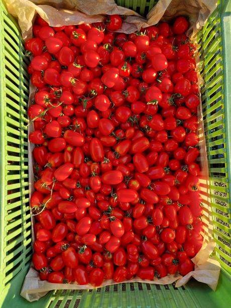 Cherry paradajky,