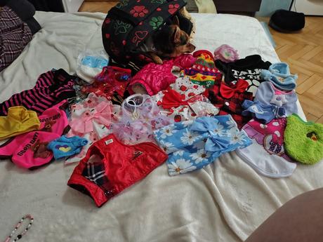 Predám vecičky pre malého psíka xs,s,m, 