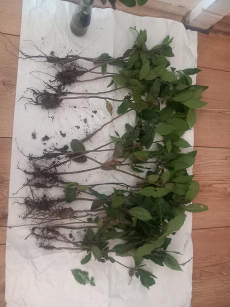 Bobk.list  3.90e teraz 2.90, mensi 2.20, 