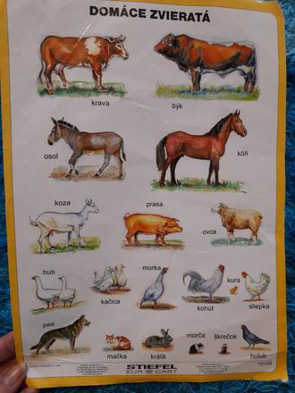 Ucim sa zvieratka,