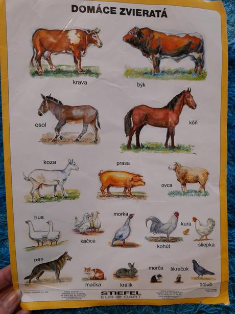 Ucim sa zvieratka,